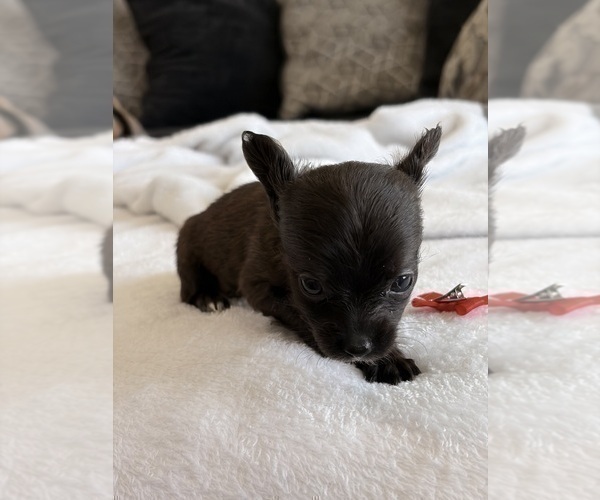 Medium Photo #32 Chihuahua Puppy For Sale in SAN ANTONIO, TX, USA