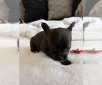 Small Photo #32 Chihuahua Puppy For Sale in SAN ANTONIO, TX, USA