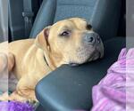Small #1 American Pit Bull Terrier