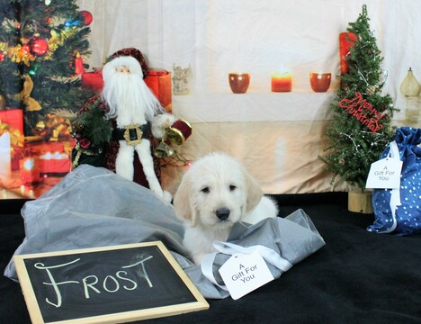 Medium Photo #1 Labradoodle Puppy For Sale in KINGSDALE, PA, USA