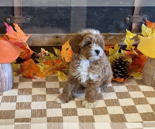Medium Photo #2 Cavapoo (Miniature) Puppy For Sale in FULTON, KS, USA