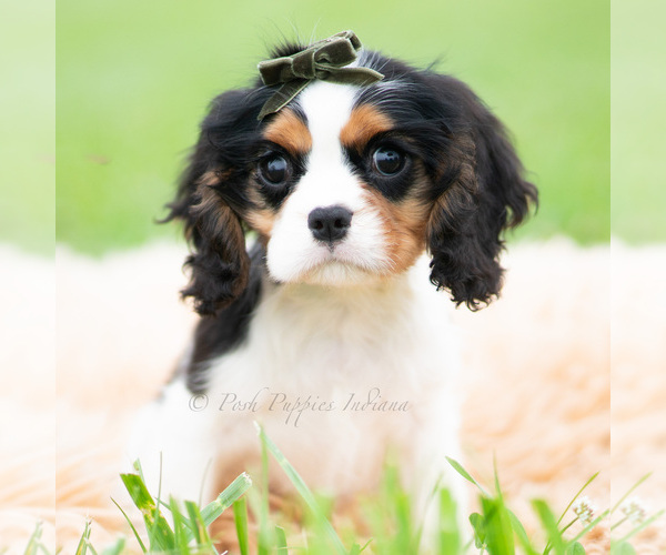 Medium Photo #7 Cavalier King Charles Spaniel Puppy For Sale in WARSAW, IN, USA