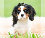 Small #5 Cavalier King Charles Spaniel