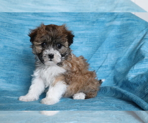 Havanese Puppy for sale in SHILOH, OH, USA