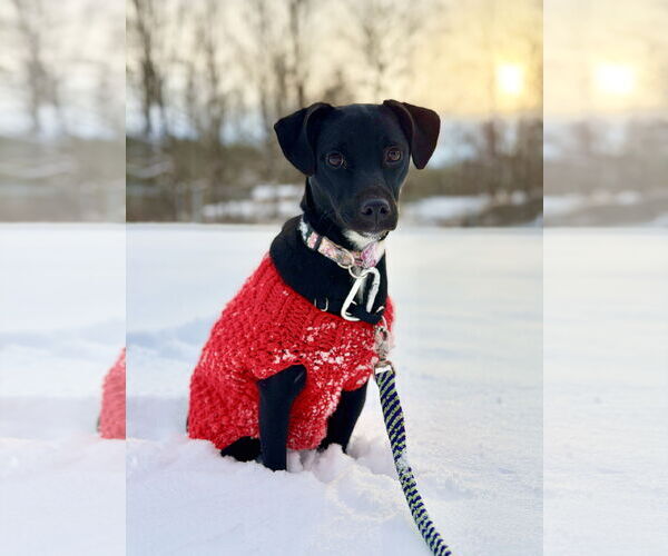 Medium Photo #4 Labrador Retriever-Unknown Mix Puppy For Sale in West Cornwall, CT, USA
