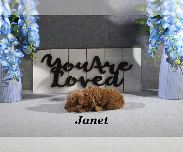 Medium Photo #4 Poodle (Toy) Puppy For Sale in CHANUTE, KS, USA