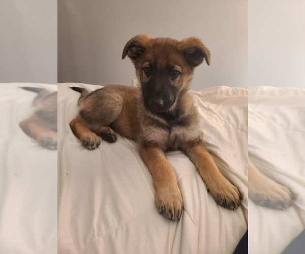 Medium Photo #1 German Shepherd Dog Puppy For Sale in MONTREAL, MO, USA