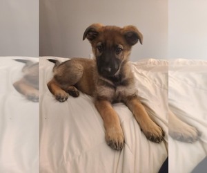 German Shepherd Dog Puppy for sale in MONTREAL, MO, USA