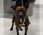 Small #2 Boston Terrier Mix