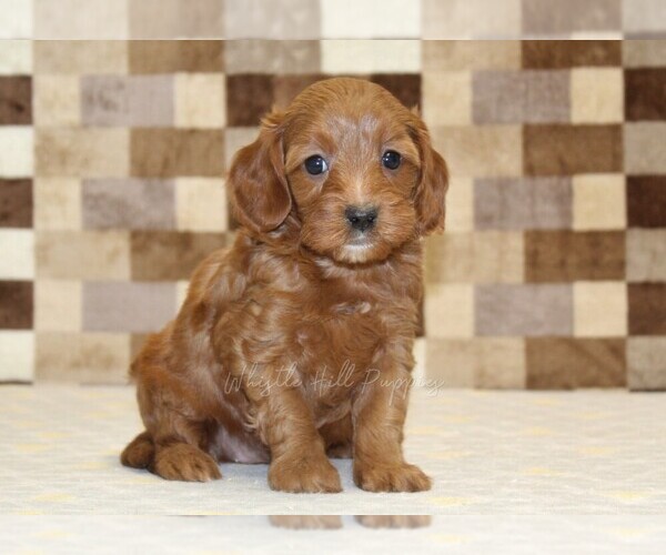 Medium Photo #1 Cavapoo (Miniature) Puppy For Sale in DENVER, PA, USA