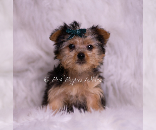 Medium Photo #2 Yorkshire Terrier Puppy For Sale in WARSAW, IN, USA