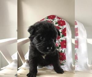 Akita-Poodle (Standard) Mix Puppy for sale in GRAND RAPIDS, MI, USA