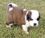 Small Photo #8 Saint Bernard Puppy For Sale in SPENCERVILLE, IN, USA