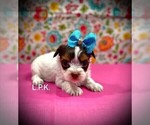 Small #1 Yorkshire Terrier