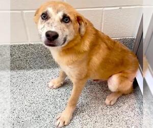 Labrador Retriever Dogs for adoption in Houston, TX, USA
