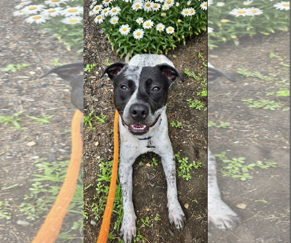 Medium Photo #3 American Pit Bull Terrier-Pointer Mix Puppy For Sale in Rockaway, NJ, USA