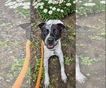 Small #2 American Pit Bull Terrier-Pointer Mix