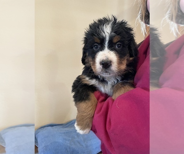 Medium Photo #6 Bernese Mountain Dog Puppy For Sale in FRANKTOWN, CO, USA