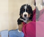 Small Photo #6 Bernese Mountain Dog Puppy For Sale in FRANKTOWN, CO, USA