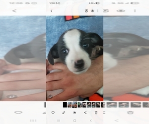 Chihuahua Puppy for sale in MANTECA, CA, USA