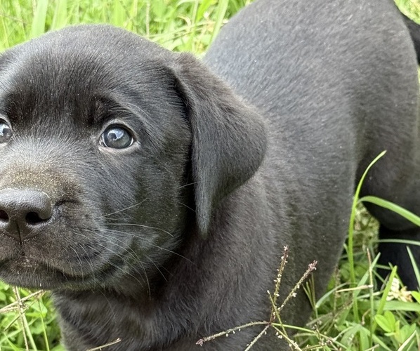Medium Photo #15 Labrador Retriever Puppy For Sale in SPOTSYLVANIA, VA, USA