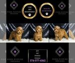 Small Photo #45 Poodle (Toy) Puppy For Sale in WARSAW, IN, USA