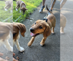 Small Photo #5 Labbe Puppy For Sale in Rockville, MD, USA