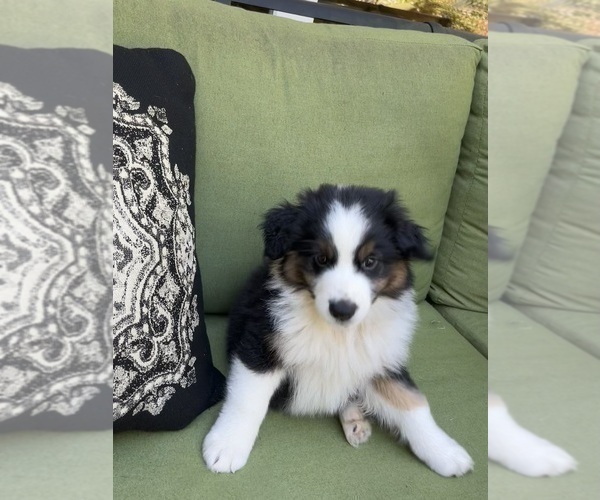 Medium Photo #40 Miniature Australian Shepherd Puppy For Sale in LA CANADA FLINTRIDGE, CA, USA