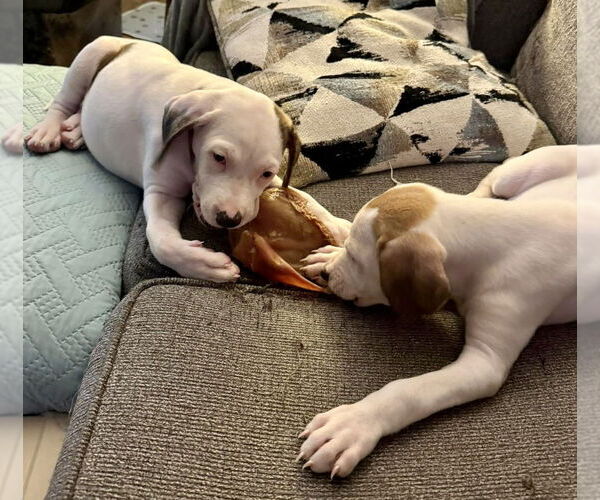 Medium Photo #5 Mutt Puppy For Sale in Evansville, IN, USA