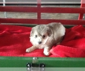 Aussiedoodle-Aussiedoodle Miniature Mix Puppy for sale in HAZLETON, IA, USA