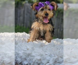 Yorkshire Terrier Puppy for sale in INDIANAPOLIS, IN, USA