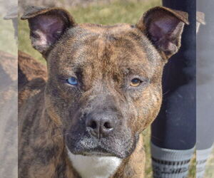 American Staffordshire Terrier-Boxer Mix Dogs for adoption in Huntley, IL, USA