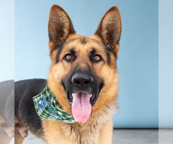 Medium Photo #1 German Shepherd Dog Puppy For Sale in Pasadena, CA, USA