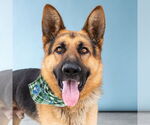 Small German Shepherd Dog