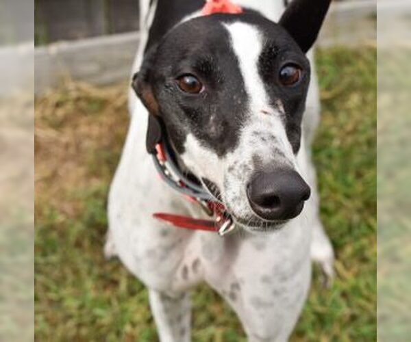 Medium Photo #1 Greyhound Puppy For Sale in Grandville, MI, USA