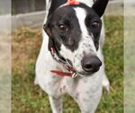 NEVER TOO MUCH - Female Greyhound Dog for Adoption - Small photo