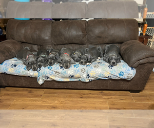 Great Dane Puppy for sale in SAND SPRINGS, OK, USA