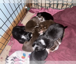Australian Shepherd Puppy for sale in LUDLOW, VT, USA