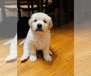 English Cream Golden Retriever-Great Pyrenees Mix Puppy for Sale in SEDGWICK, Kansas USA