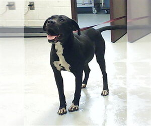 Labrador Retriever-Unknown Mix Dogs for adoption in Fayetteville, NC, USA