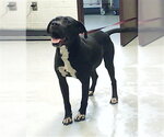 Small Labrador Retriever Mix