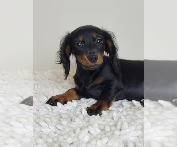 Medium Photo #4 Dachshund Puppy For Sale in MARTINSVILLE, IN, USA