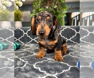 Dachshund Puppy for sale in GREENFIELD, IN, USA