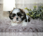 Small #2 Shih Tzu