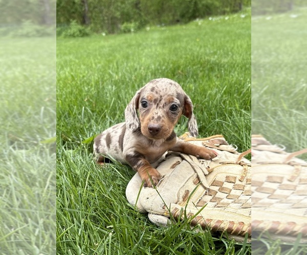 Medium Photo #3 Dachshund Puppy For Sale in MIDDLEBURY, IN, USA
