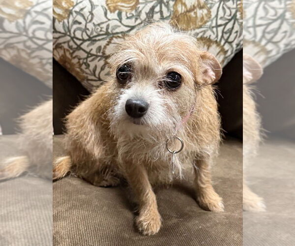 Medium Photo #1 Chihuahua-Unknown Mix Puppy For Sale in Mundelein, IL, USA