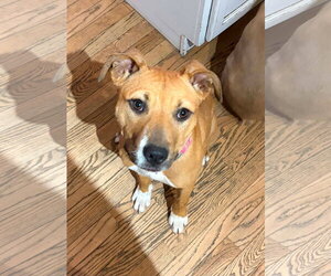 Boxer-Unknown Mix Dogs for adoption in Germantown, OH, USA