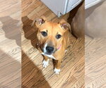 Small Boxer Mix