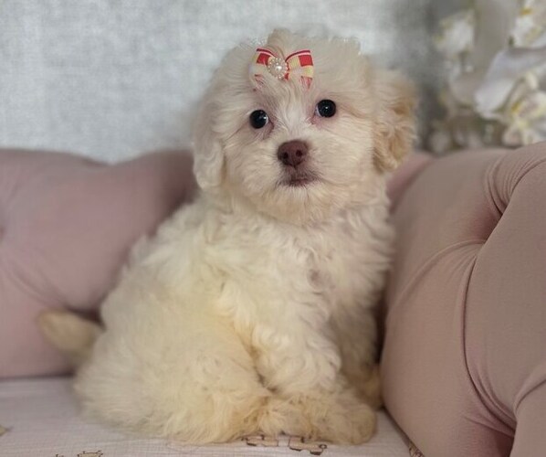 Medium Photo #2 Bichpoo Puppy For Sale in STUART, FL, USA
