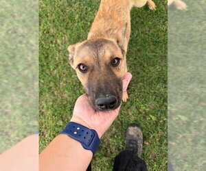 Mutt Dogs for adoption in Riverside, CA, USA